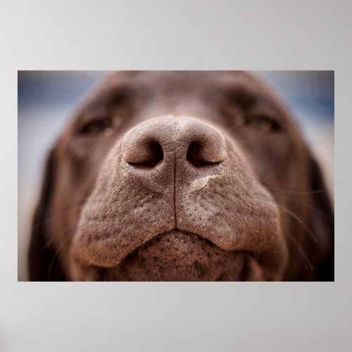 Chocolate Labrador Nose Closeup Poster