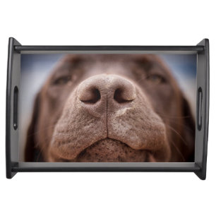 Chocolate Labrador Nose Closeup Serving Tray