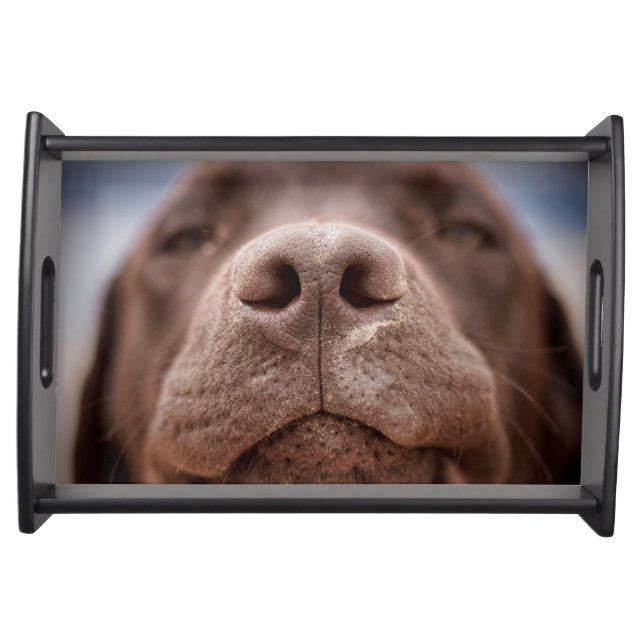 Chocolate Labrador Nose Closeup Serving Tray (Front)