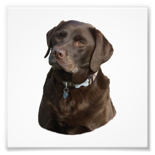 Chocolate Labrador photo portrait