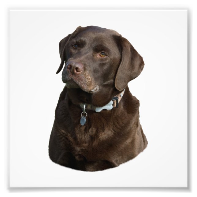 Chocolate Labrador photo portrait (Front)