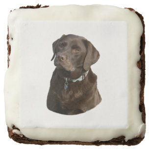 Chocolate Labrador photo portrait Brownie