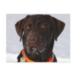 Chocolate Labrador Postcard