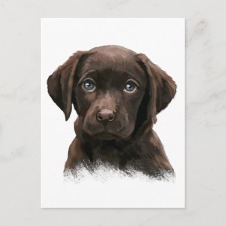 Chocolate Labrador