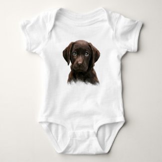 Chocolate Labrador Puppy
