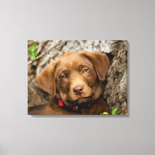 Chocolate Labrador Puppy Canvas Print