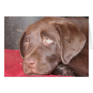 Chocolate Labrador Puppy Cards