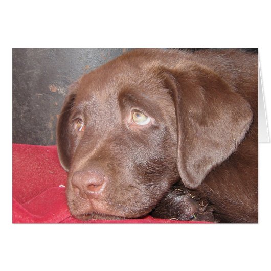 Chocolate Labrador Puppy Cards (Front Horizontal)