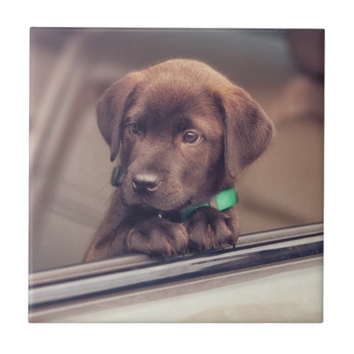 Chocolate Labrador Puppy In Car Ceramic Tile