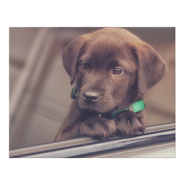 Chocolate Labrador Puppy In Car Faux Canvas Print (Front)