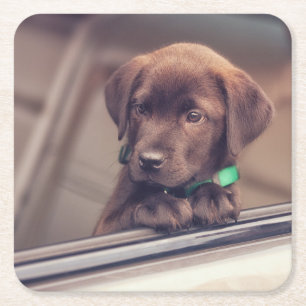 Chocolate Labrador Puppy In Car Square Paper Coaster