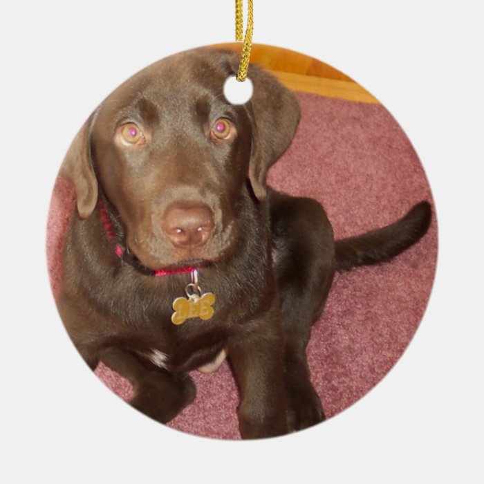 Chocolate Labrador Puppy  Ornament