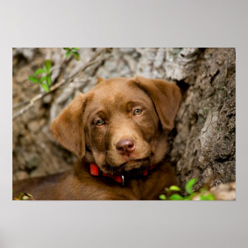 Chocolate Labrador Puppy Poster