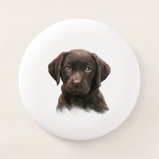 Chocolate Labrador Puppy