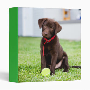 Chocolate Labrador Puppy With Tennis Ball 3 Ring Binder