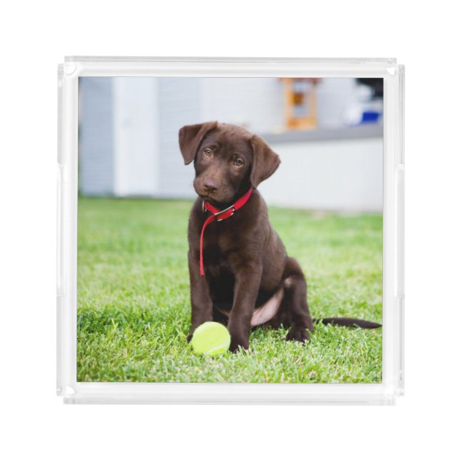 Chocolate Labrador Puppy With Tennis Ball Acrylic Tray (Front)