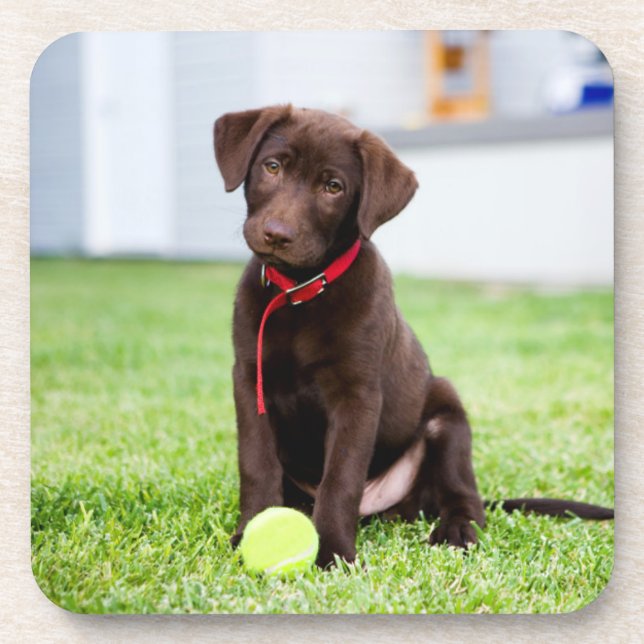 Chocolate Labrador Puppy With Tennis Ball Beverage Coaster (Front)