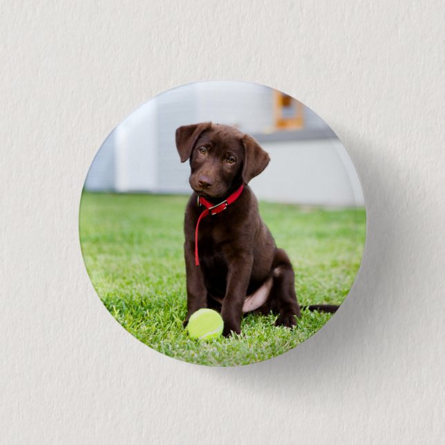 Chocolate Labrador Puppy With Tennis Ball Button (Front)