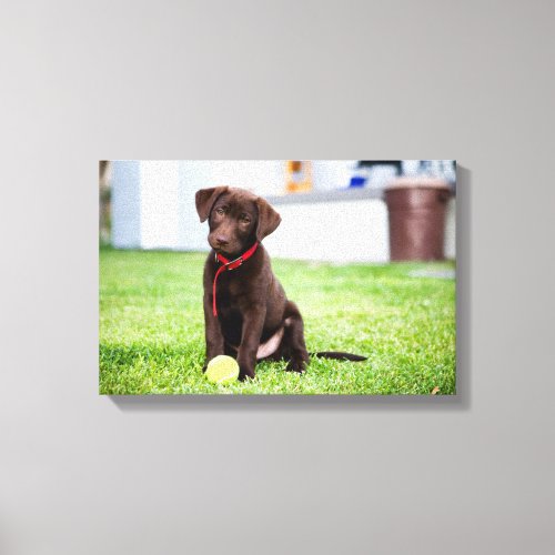 Chocolate Labrador Puppy With Tennis Ball Canvas Print