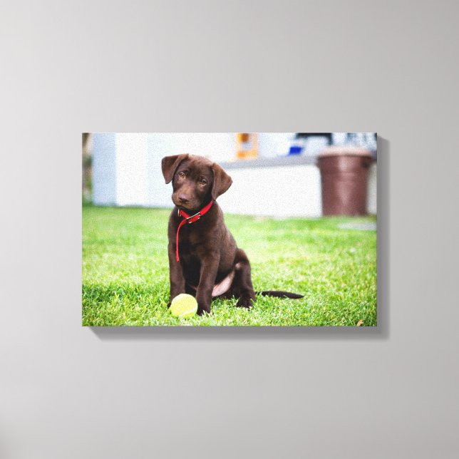 Chocolate Labrador Puppy With Tennis Ball Canvas Print (Front)