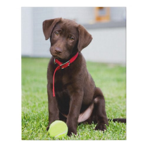 Chocolate Labrador Puppy With Tennis Ball Faux Canvas Print