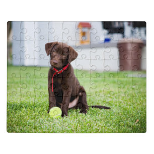 Chocolate Labrador Puppy With Tennis Ball Jigsaw Puzzle