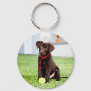 Chocolate Labrador Puppy With Tennis Ball Keychain