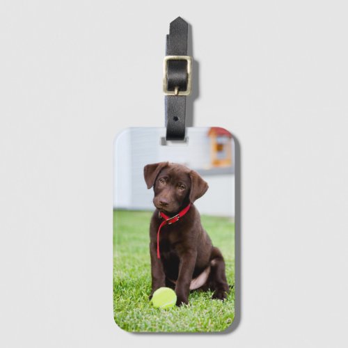 Chocolate Labrador Puppy With Tennis Ball Luggage Tag