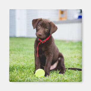 Chocolate Labrador Puppy With Tennis Ball Magnet