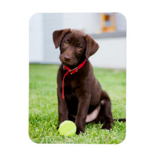 Chocolate Labrador Puppy With Tennis Ball Magnet