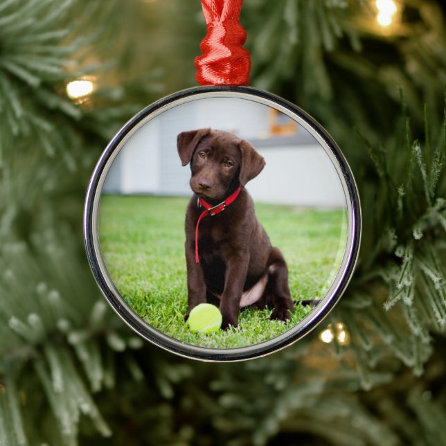 Chocolate Labrador Puppy With Tennis Ball Metal Ornament (Tree)
