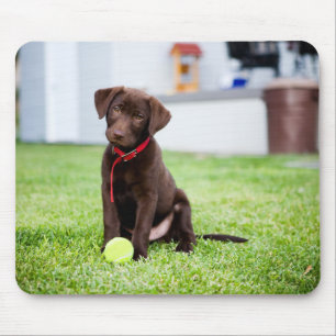 Chocolate Labrador Puppy With Tennis Ball Mouse Pad