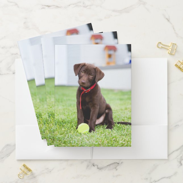 Chocolate Labrador Puppy With Tennis Ball Pocket Folder (In Situ)