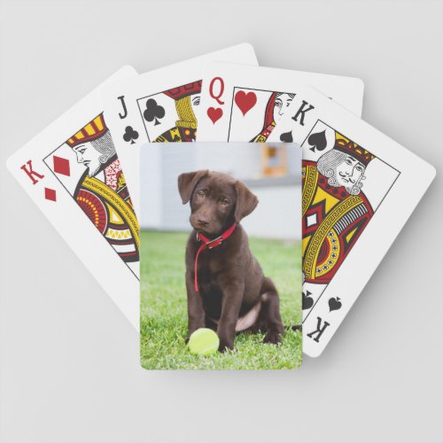Chocolate Labrador Puppy With Tennis Ball Poker Cards