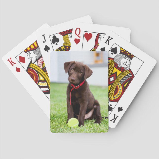 Chocolate Labrador Puppy With Tennis Ball Poker Cards (Back)