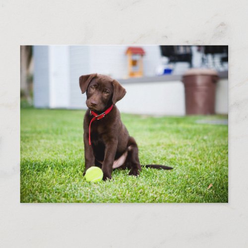 Chocolate Labrador Puppy With Tennis Ball Postcard