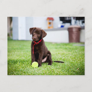 Chocolate Labrador Puppy With Tennis Ball Postcard