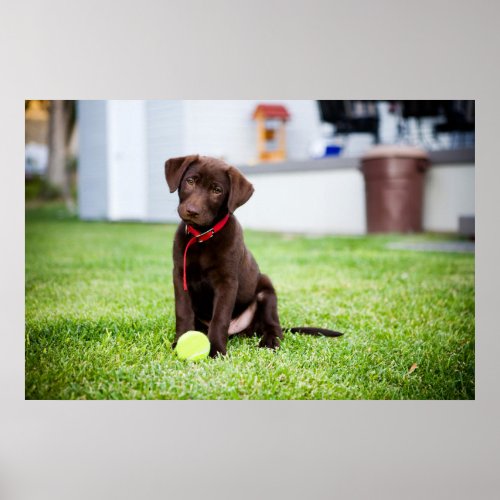 Chocolate Labrador Puppy With Tennis Ball Poster