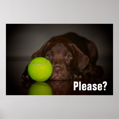 Chocolate Labrador Puppy With Tennis Ball Poster