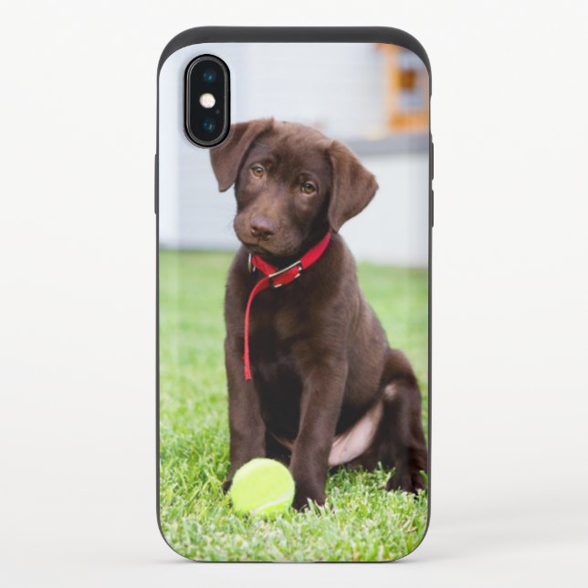 Chocolate Labrador Puppy With Tennis Ball Uncommon iPhone Case (Back)