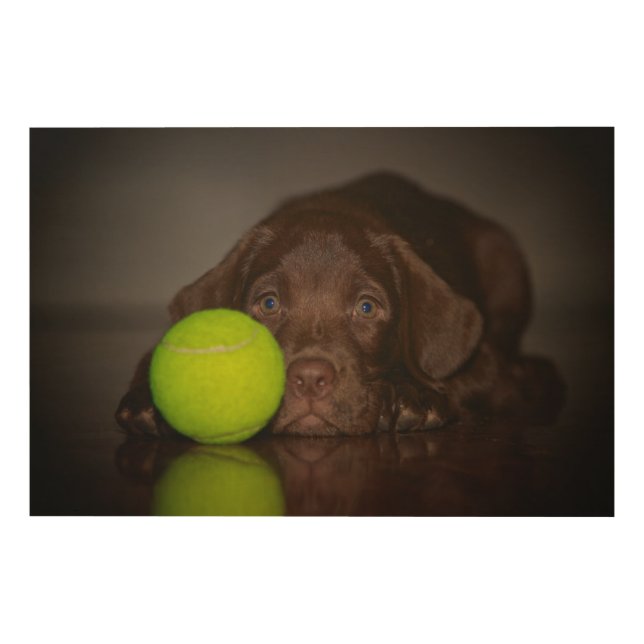 Chocolate Labrador Puppy With Tennis Ball Wood Wall Art (Front)