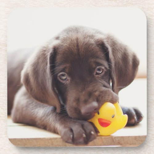Chocolate Labrador Puppy With Toy Duck Beverage Coaster