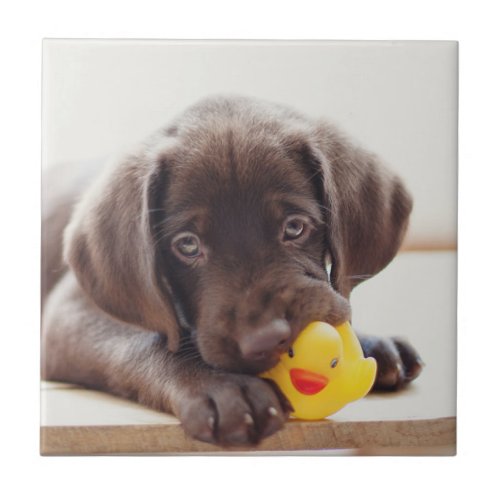 Chocolate Labrador Puppy With Toy Duck Ceramic Tile