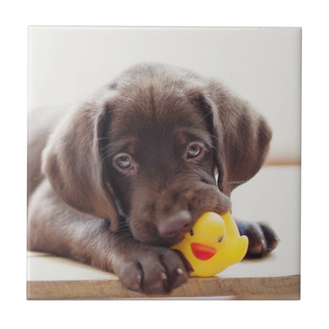 Chocolate Labrador Puppy With Toy Duck Ceramic Tile (Front)