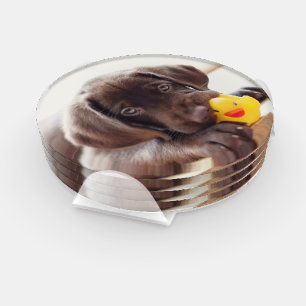 Chocolate Labrador Puppy With Toy Duck Coaster Set
