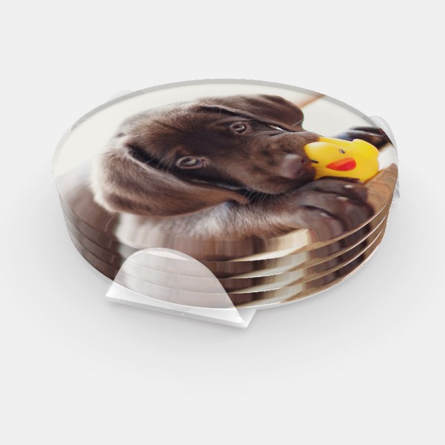 Chocolate Labrador Puppy With Toy Duck Coaster Set (Set)