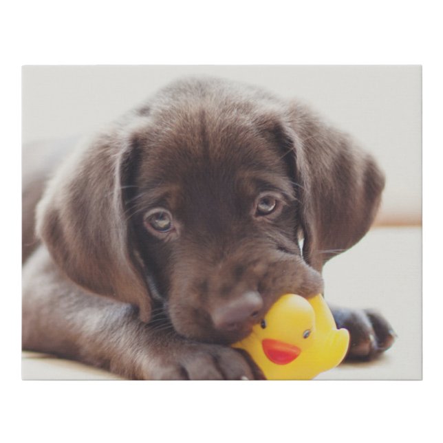 Chocolate Labrador Puppy With Toy Duck Faux Canvas Print (Front)