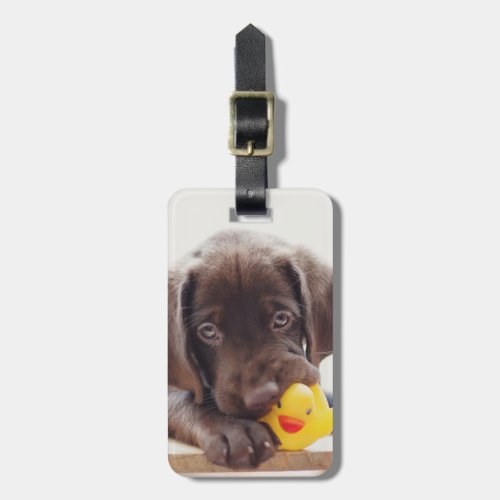 Chocolate Labrador Puppy With Toy Duck Luggage Tag