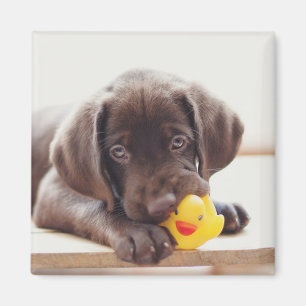 Chocolate Labrador Puppy With Toy Duck Magnet