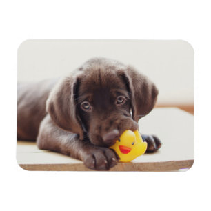 Chocolate Labrador Puppy With Toy Duck Magnet